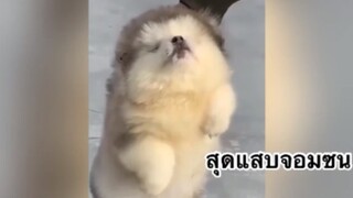 สุดแสบจอมซน