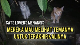 Subhanallah Kucing -Kucing ini Setia Kepada Temanya Menghantar Saat Peristirahatan Yang Terakhir ..!