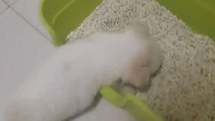 Finally figured out why the litter box is always so clean!