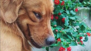 [Animals]Hilarious moments of dogs in life|<It's The Hard-Knock Life>