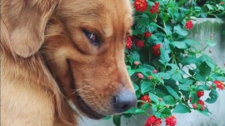 [Animals]Hilarious moments of dogs in life|<It's The Hard-Knock Life>
