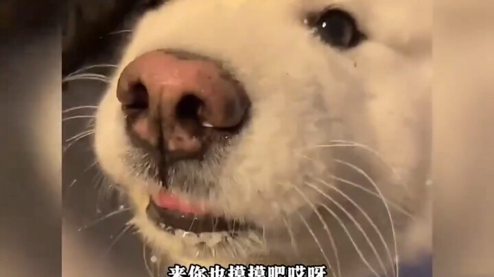 Video tentang makhluk imut dan menggemaskan~~