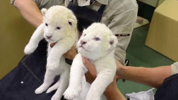 【Little Milk Lion】This plush toy is surprisingly lifelike!