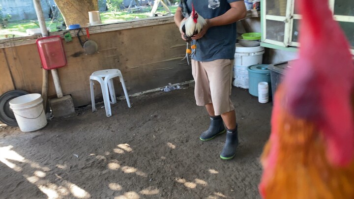 Authentic Camagong Grey Velco vs Pure Honeyboy Perez Gold