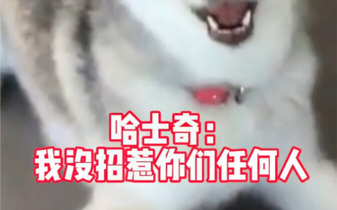 上蹿下跳，净踩我脚丫子～