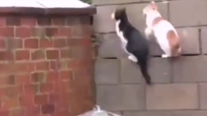 Kucing ini… bikin aku senang seharian semalam!