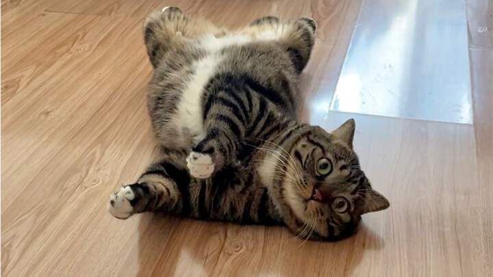 How can there be such a kitten playing hard to get?