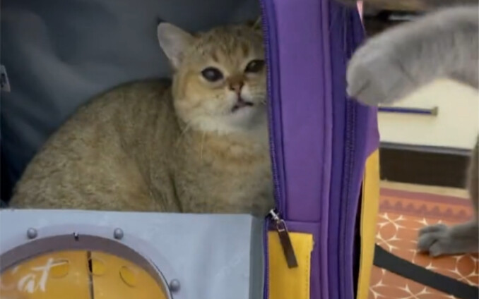 Si Kucing Kecil Pulang Setelah Belajar Ilmu Silat!