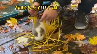 ชายคนหนึ่งมอบหนูตะเภาให้แฟนสาวเป็นของขวัญ แต่หนูตะเภาบินหนีไปก่อนที่แฟนสาวจะถึงบ้าน