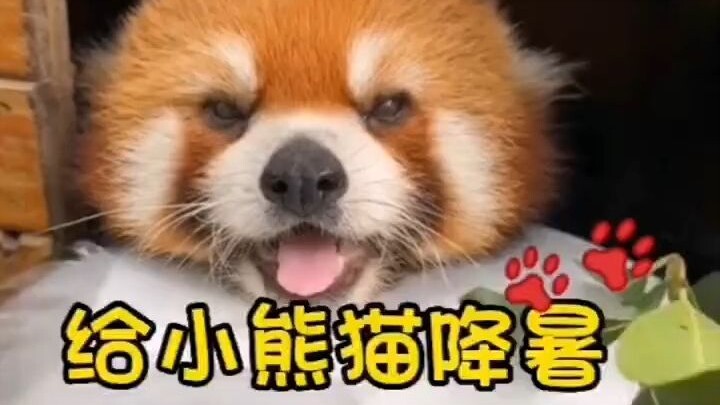 Ways to Cool Down the Red Panda!