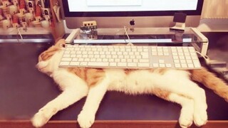 Funniest Cats 😹 - อย่าพยายามกลั้นเสียงหัวเราะ 😂 - Funny Cats Life