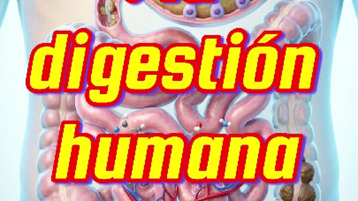 💊           𝙀𝙡 𝙫𝙞𝙖𝙟𝙚 𝙙𝙚 𝙡𝙤𝙨 𝙖𝙡𝙞𝙢𝙚𝙣𝙩𝙤𝙨: 𝙡𝙖 𝙙𝙞𝙜𝙚𝙨𝙩𝙞𝙤́𝙣 𝙝𝙪𝙢𝙖𝙣𝙖