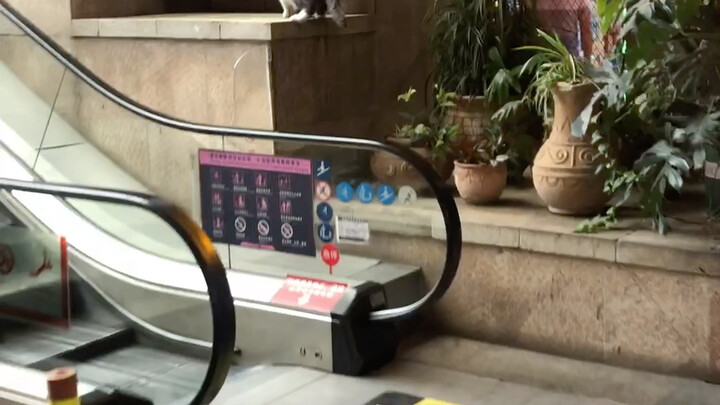 واثق جدًا من وزنه!