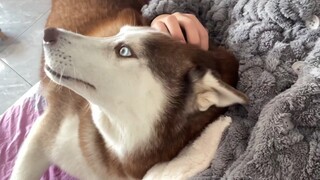 Husky sebenarnya sangat manja, tetapi mudah cemburu dan suka memonopoli pemiliknya!