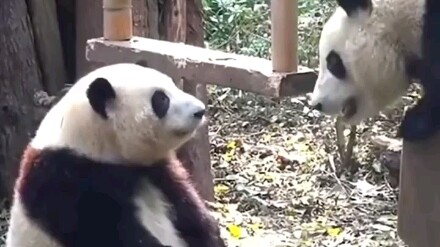 ฮวาฮวา: แม้จะเป็นสาวหวานไร้เดียงสา ก็มีอารมณ์ขึ้นๆ ลงๆ ได้เหมือนกันนะ!