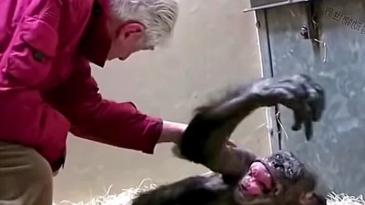 animal love for human @everyone #foryou