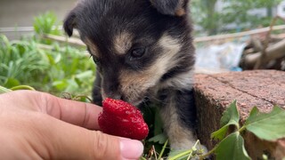 开饭的草莓园，它看得可紧了