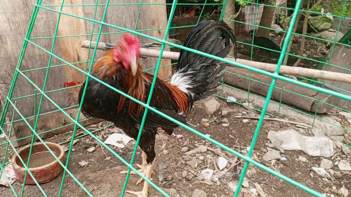 Sweater cross melsim bocolod line 5months old