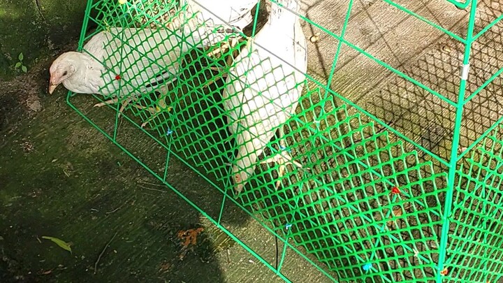 2 months old kanawayon