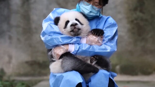 [Hewan]Keseharian bayi panda dan peternaknya yang bahagia