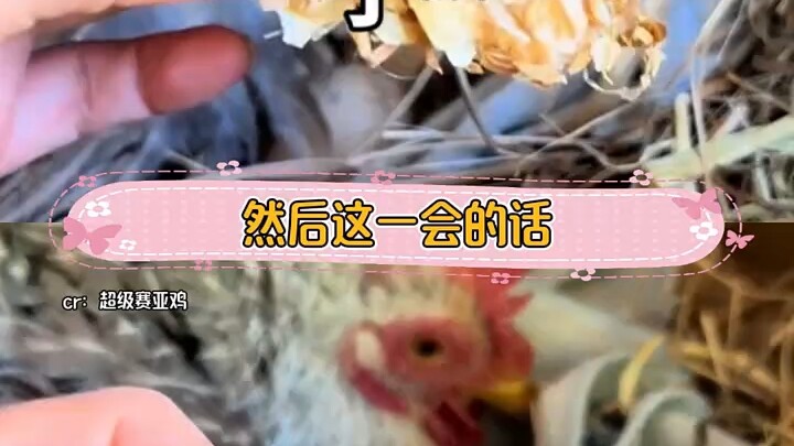 Snake: Waiting online for a public apology from across the entire internet! #Hen #Egg #Snake #NeverE