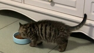 The first time I ate cat food, it was delicious to my child.