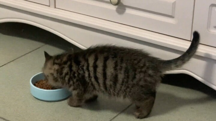 The first time I ate cat food, it was delicious to my child.