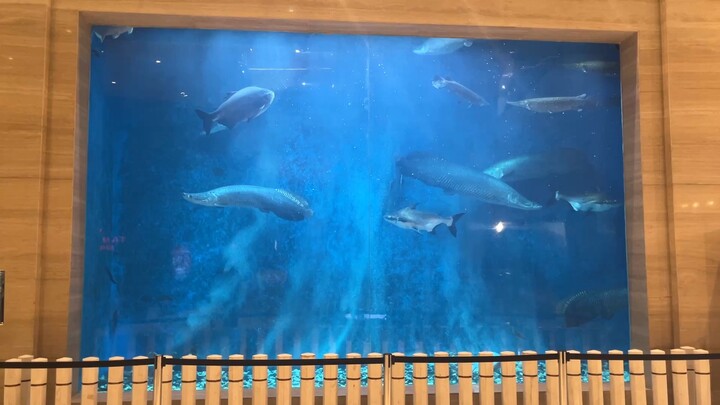 Arapaima Gigas