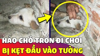 Hảo Chó trốn đi chơi bị 'KẸT ĐẦU VÀO TƯỜNG' khiến cả nhà Sen thức trắng đêm để 'GIẢI CỨU' 🤣 Gâu Đần