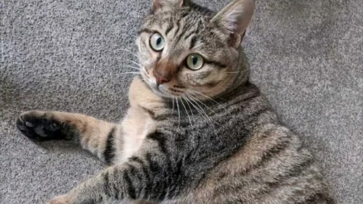 How Fast Do Cats Gain Weight?