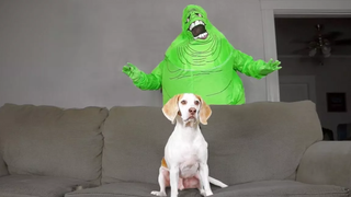 Dog Destroys Slimer สุนัขตลก Maymo