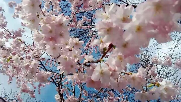 Sakura