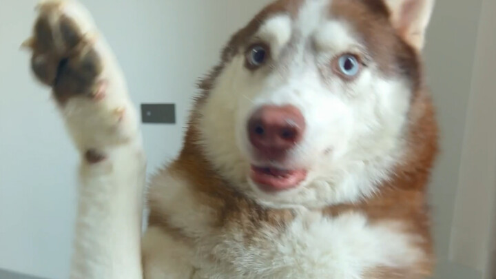 الهاسكي: هل أنت موجود؟ ممكن تديني بعض الطعام؟