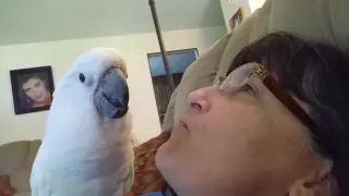A owner blows bubble gum and her parrot gets mad
