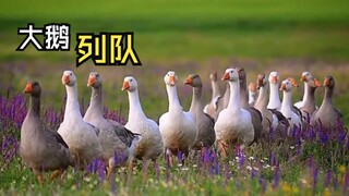 那些让心情愉悦的动物视频！