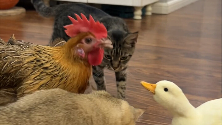 Troubles are entering my ears.