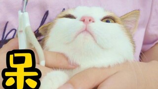 Saya sedang memotong kuku kucing saya yang berkaki pendek dan saya heran kenapa dia tidak bisa mereg