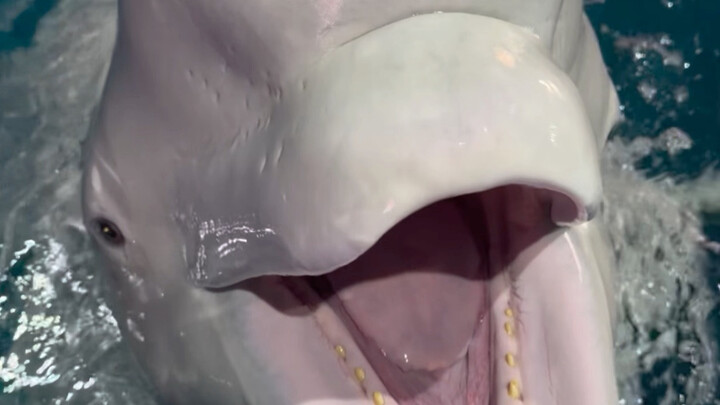 Tiểu Hắc học theo Đại Bạch bắt đầu kén ăn rồi