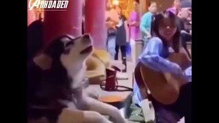 Khi Boss Là Kiếp Cầm Ca