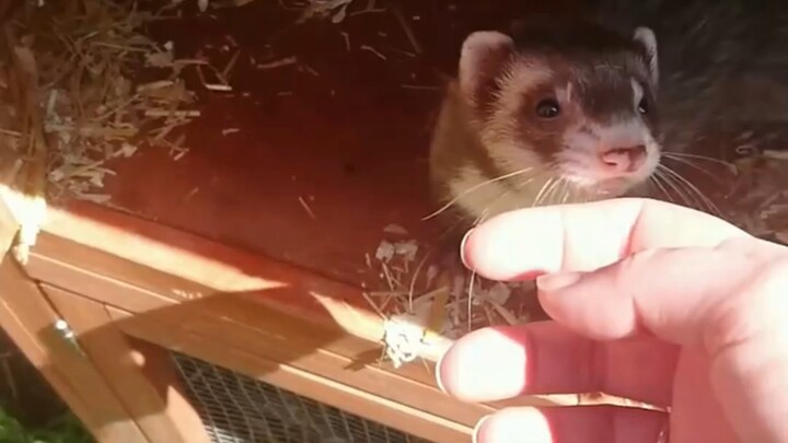 Mengapa musang feret menarik Anda untuk melihat bayi-bayinya setelah melahirkan?