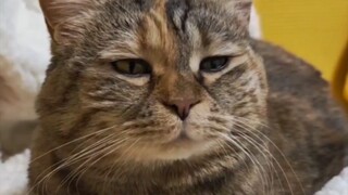 小猫咪和人类就该互帮互助