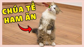 MÈO CHÂN NGẮN THƯỜNG HAM ĂN VÀ BÍ MẬT ĐẶC BIỆT Ở CUỐI VIDEO | The Happy Pets #97