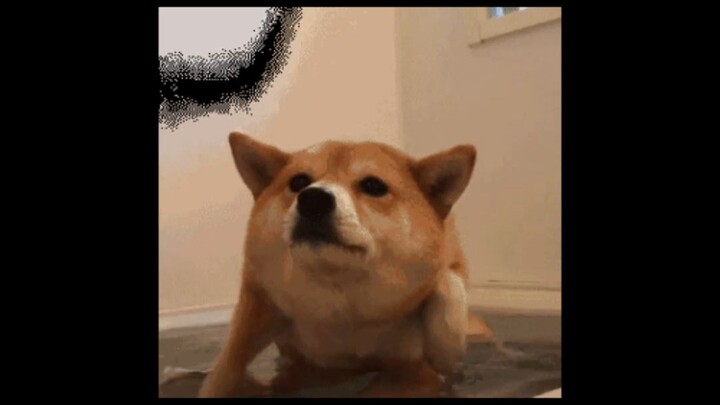 Chú cún: Suýt nữa thì thấy bà cố của mình rồi!