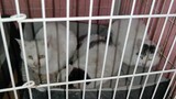 Menghabiskan 1060 Yuan untuk menolong 26 ekor kucing dan anjing poodle