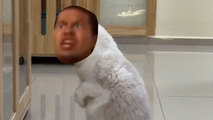 เมียวแห่งชิโมคิตาเซะ