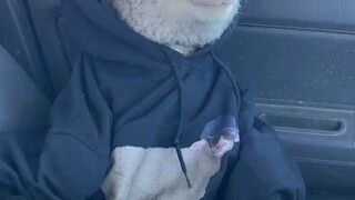 ก่อนหน้านี้เจ้าจอห์นนี่ ลูกแกะสุดเท่ที่ชอบขับรถเล่นได้กลายเป็นที่โด่งดัง เจ้าของจึงสั่งทำเสื้อฮู้ดแล