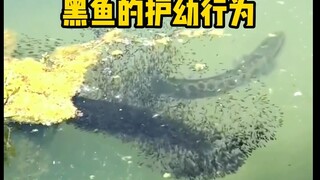 This fish is so scary that it even dares to bite people while protecting its cubs!