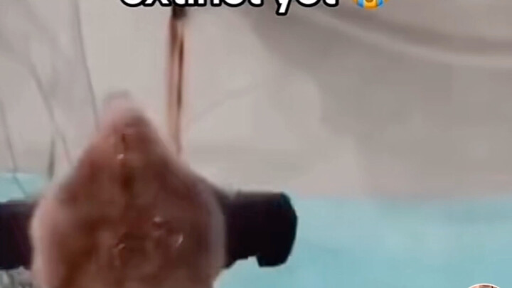 معجبون أجانب على تيك توك يتساءلون: لماذا لم تنقرض الباندا بعد؟