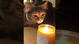 Video meme kucing paling lucu bikin ngakak guling-guling