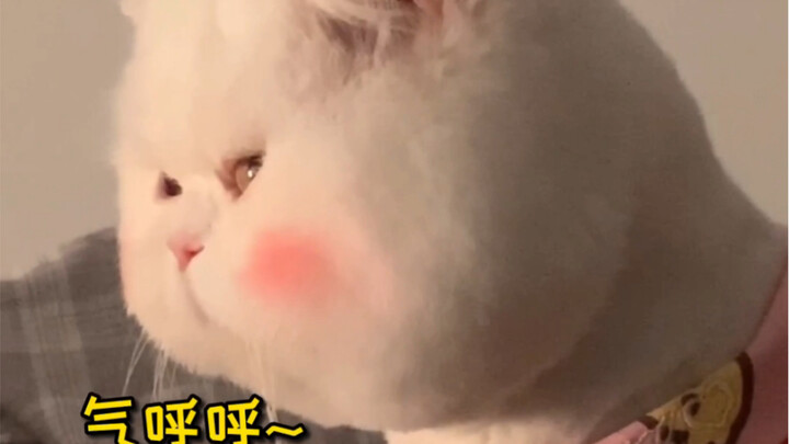 After I cut my cat's hair, it kept ignoring me! It's so cute!